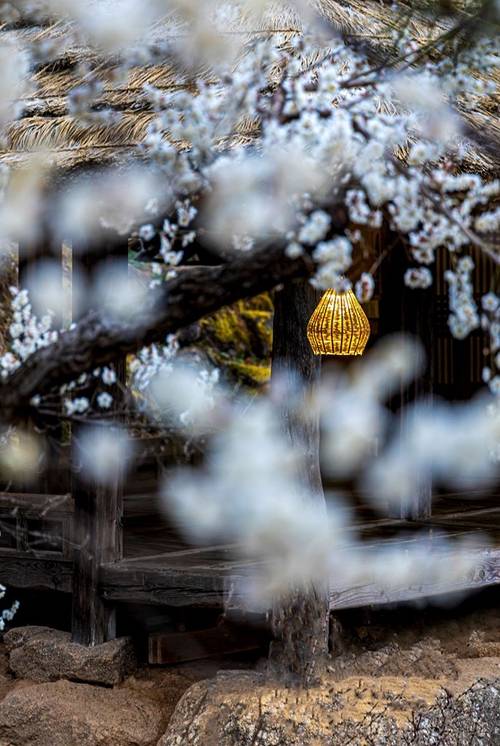 광양매화마을. 광양시 제공