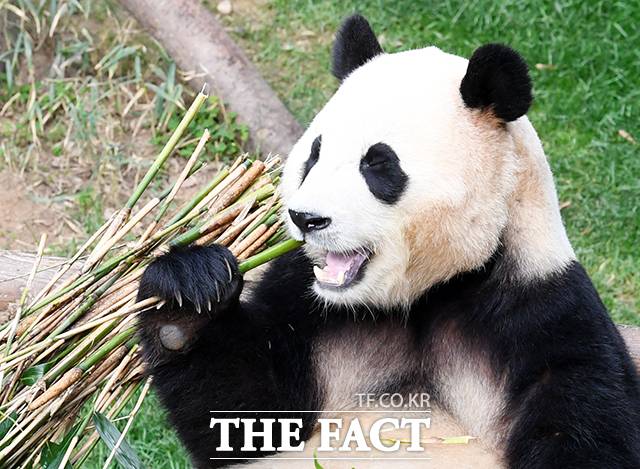 푸바오가 3일 오전 용인 에버랜드 판다월드 실내 방사장에서 대나무를 먹고 있다. /용인=배정한 기자
