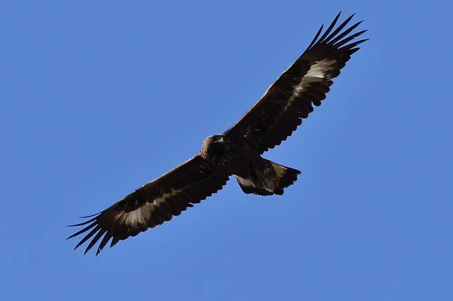어린 검독수리가 사냥감을 살피고 있다. 2017년 촬영