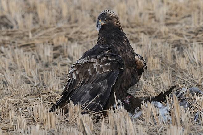 먹이를 먹을 때는 몹시 주의를 기울인다. 2022년 촬영