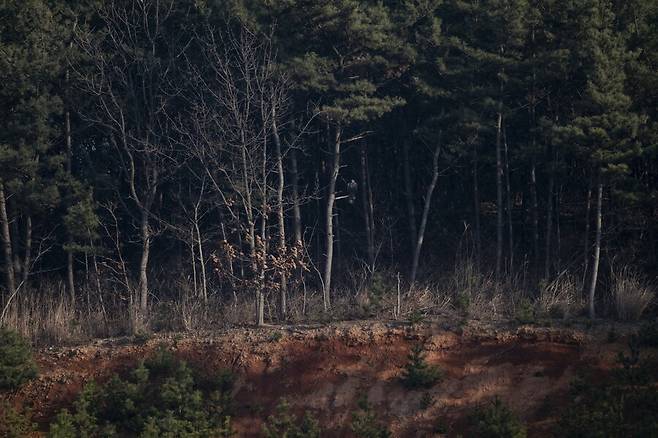 은밀한 장소에서 사냥감을 매섭게 노려보는 검독수리. 2024년 촬영