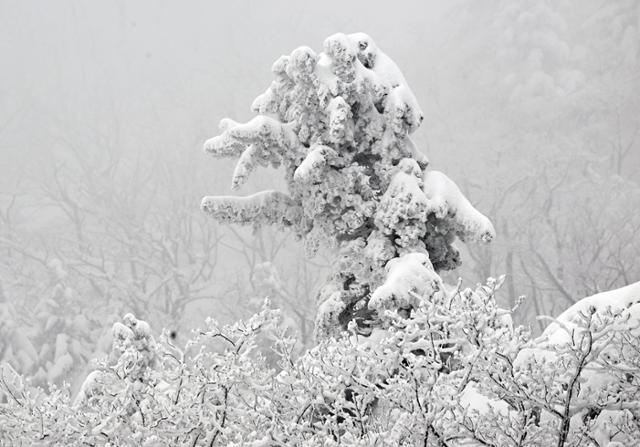 설악산 권금성 정상에서 본 소나무는 온통 눈으로 뒤덮여 흡사 괴물처럼 보였다.