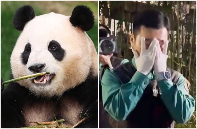 3일 마지막으로 일반 관람객을 만난 푸바오. 오른쪽 사진은 이날 푸바오 퇴근 이후 팬들을 만나 이야기하다 눈물짓는 강철원 사육사. 사진공동취재단, 주토피아 팬카페 영상 캡처