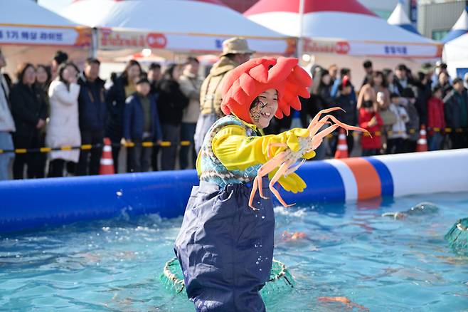 영덕대게축제에서 한 어린이가 대게잡이 체험을 하고 있다.