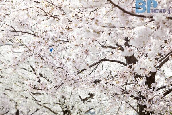 출처: 게티이미지뱅크 (국립자연휴양림 봄꽃 여행지)