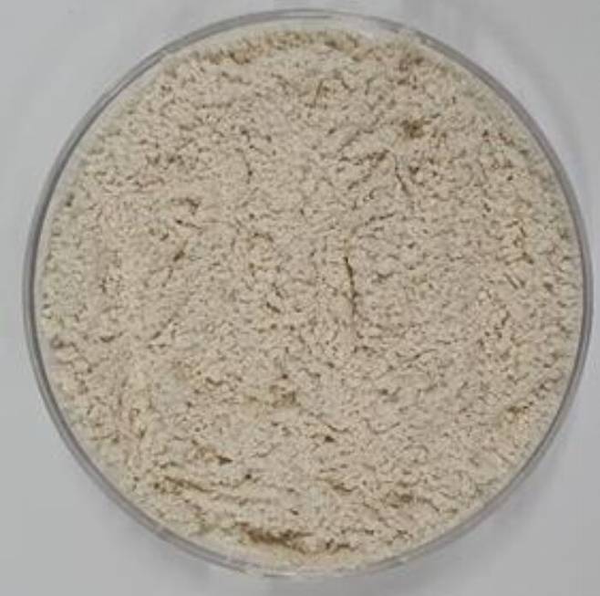 담수균류 '아스퍼질러스 튜빙엔시스' 균사체 동결건조분말.