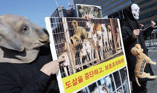 1월 30일 한국동물보호연합 활동가들이 서울 광화문광장에서 개 농장의 남은 개들 도살 중단 및 보호 조치 촉구 기자회견을 열었다. [뉴스1]