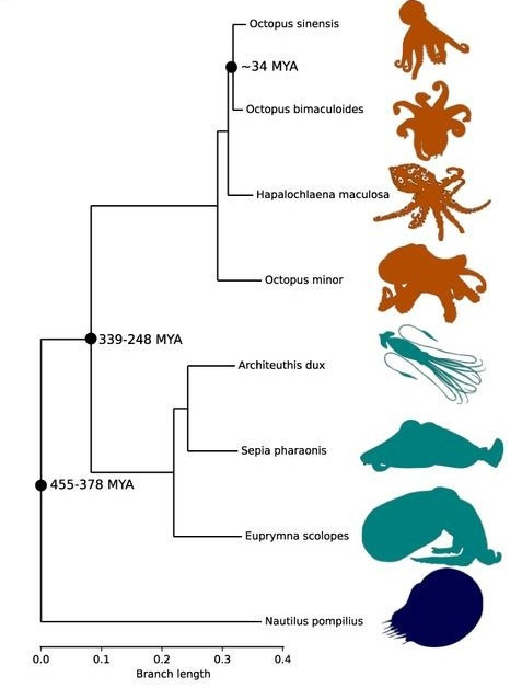 연구팀이 조사한 두족류의 분화 계보. 문어의 Z 염색체는 약 4억5000만 년에서 2억5000만 년 전 사이에 처음 등장했다. bioRxiv 제공