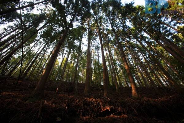 출처: 게티이미지뱅크 (전라남도 3월 숲길 여행)