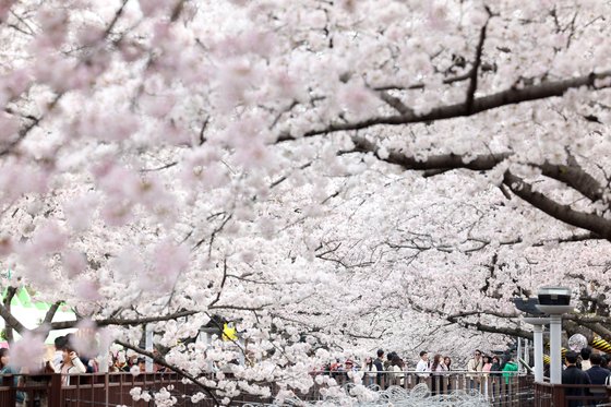 국내 최대 봄꽃 축제인 '진해군항제'가 오는 23일 개막한다. 지난해 여좌천에서 촬영한 사진. 연합뉴스