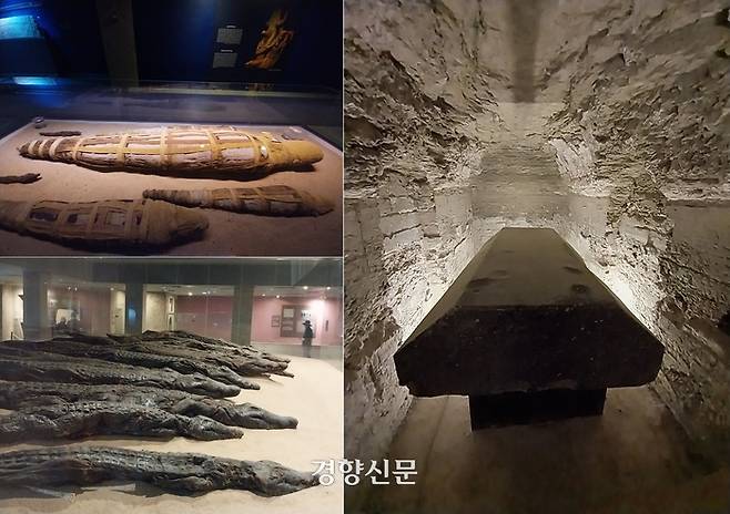 고대 도시 콤옴보의 ‘소베크·호루스 신전’ 옆에 자리한 악어 미라 전시관 내부의 악어 미라들(왼쪽)과 카이로 인근 유적지 사카라의 황소 미라 무덤인 ‘세라피움’ 내부의 황소 미라 관. 도재기 선임기자