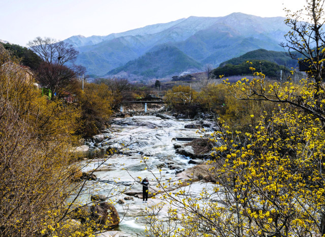 전남 구례군 산동면 지리산 만복대에 하얀 눈이 덮여 있지만 그 아래 마을에는 봄소식을 알리는 노란 산수유꽃이 활짝 피어 있다.