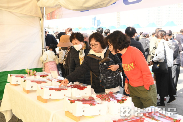 “어떤 딸기가 맛날까?” 지난해 열린 ‘완주 삼례 딸기대축제’를 찾은 관광객들이 딸기를 고르고 있다. 완주군.