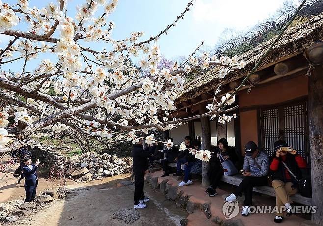 봄향기 나는 매화마을 (광양=연합뉴스) 조남수 기자 = 6일 전남 광양시 다압면 매화마을에서 한 시민이 매화를 휴대전화로 찍고 있다. 광양매화축제가 오는 8일부터 17일까지 매화마을 일원에서 열린다. 2024.3.6 iso64@yna.co.kr