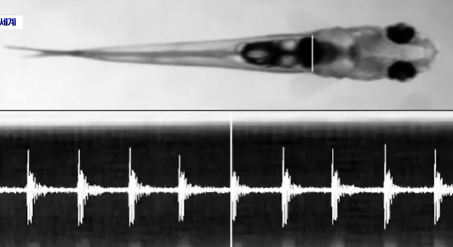 몸 길이 1cm인데.. 사이렌 맞먹는 소리 내는 물고기