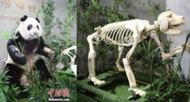 박제 후 전시된 푸바오의 외할머니 신니얼. 출처=온라인 커뮤니티 캡처