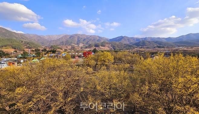 노랗게 물든 산수유축제장