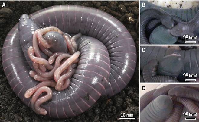 어미 시포놉스에게 달라붙은 새끼들이 어미의 몸에서 우유를 먹고 있다. Science 제공.
