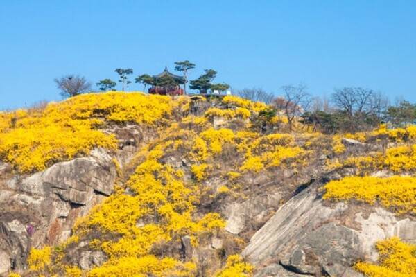 출처: 게티이미지뱅크 (서울 개나리꽃 명소)