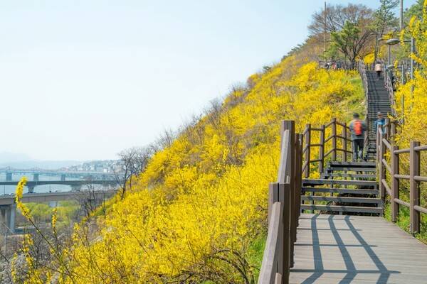 출처: 게티이미지뱅크 (서울 개나리꽃 명소)