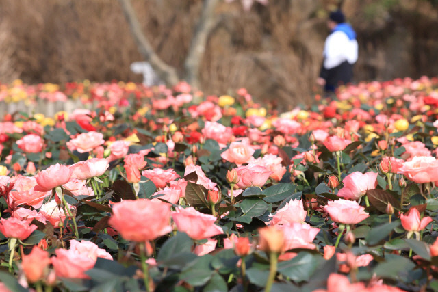 ▲ 8일 오전 제주 서귀포시 안덕면 덕수리 카페 마노르블랑 정원에 봄 장미가 활짝 피어 입장객의 눈길을 끌고 있다. 연합뉴스