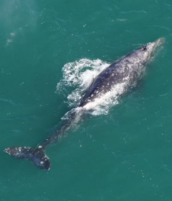 2024년 3월 1일(현지시간) 메사추세츠주 낸터킷 해안으로부터 약 50㎞ 떨어진 깊은 바다에서 헤엄치는 귀신고래가 포착됐다(사진)
