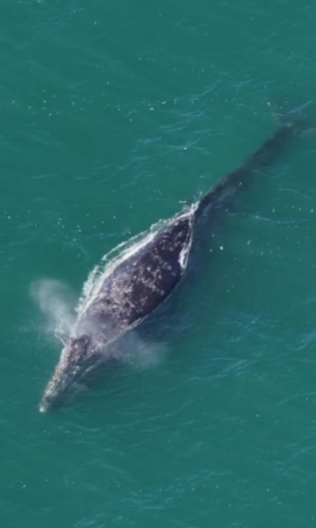2024년 3월 1일(현지시간) 메사추세츠주 낸터킷 해안으로부터 약 50㎞ 떨어진 깊은 바다에서 헤엄치는 귀신고래가 포착됐다(사진)