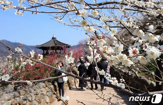 광양매화축제가 개막한 8일 전남 광양시 매화마을에 매화, 산수유 등 봄꽃이 만개해 있다. 광양매화축제는 섬진강변과 청매실농원을 중심으로 오는 이날부터 17일까지 열린다. 2024.3.8/뉴스1 ⓒ News1 김진환 기자