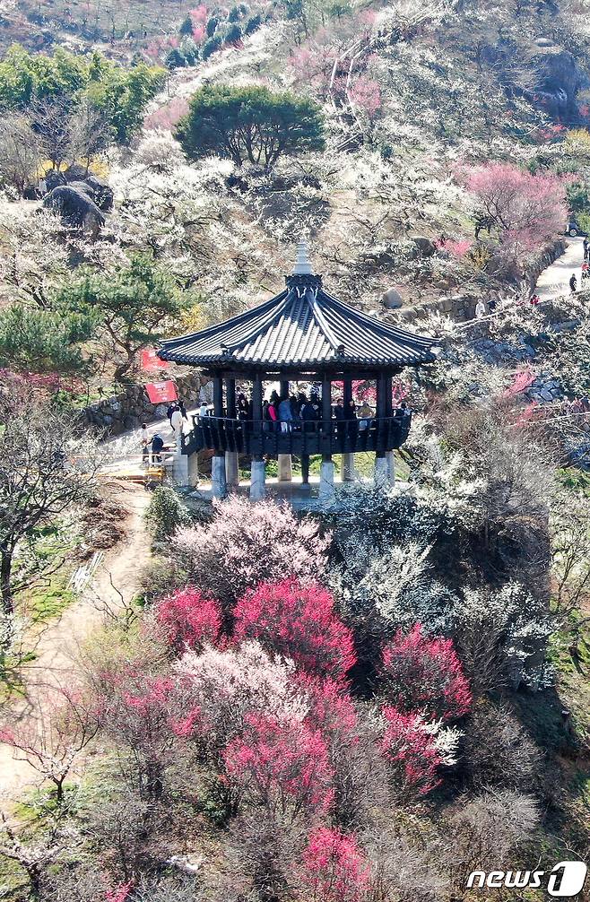 광양매화축제가 개막한 8일 전남 광양시 매화마을을 찾은 상춘객들이 봄 기운을 만끽하고 있다. 광양매화축제는 섬진강변과 청매실농원을 중심으로 오는 이날부터 17일까지 열린다. 2024.3.8/뉴스1 ⓒ News1 김진환 기자