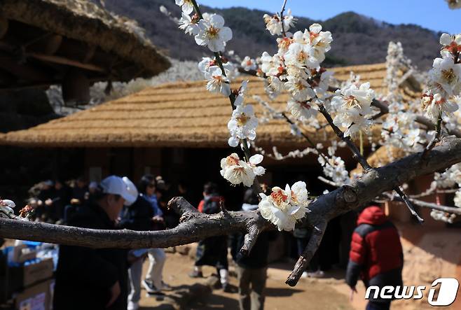 광양매화축제가 개막한 8일 전남 광양시 매화마을을 찾은 상춘객들이 봄 기운을 만끽하고 있다. 광양매화축제는 섬진강변과 청매실농원을 중심으로 오는 이날부터 17일까지 열린다. 2024.3.8/뉴스1 ⓒ News1 김진환 기자