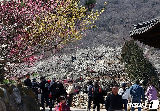 광양매화축제가 개막한 8일 전남 광양시 매화마을을 찾은 상춘객들이 봄 기운을 만끽하고 있다. 광양매화축제는 섬진강변과 청매실농원을 중심으로 오는 이날부터 17일까지 열린다. 2024.3.8/뉴스1 ⓒ News1 김진환 기자