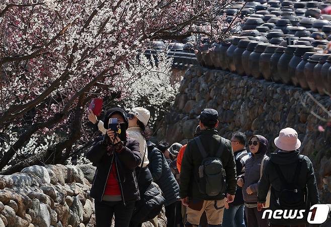 광양매화축제가 개막한 8일 전남 광양시 매화마을을 찾은 상춘객들이 봄 기운을 만끽하고 있다. 광양매화축제는 섬진강변과 청매실농원을 중심으로 오는 이날부터 17일까지 열린다. 2024.3.8/뉴스1 ⓒ News1 김진환 기자