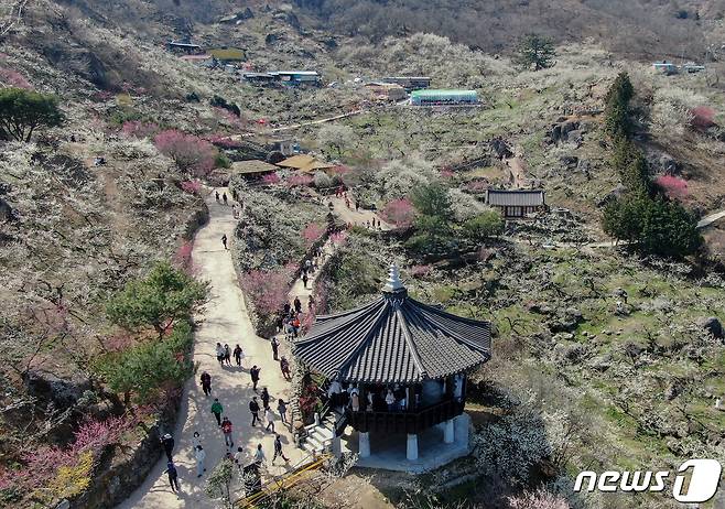 광양매화축제가 개막한 8일 전남 광양시 매화마을을 찾은 상춘객들이 봄 기운을 만끽하고 있다. 광양매화축제는 섬진강변과 청매실농원을 중심으로 오는 이날부터 17일까지 열린다. 2024.3.8/뉴스1 ⓒ News1 김진환 기자