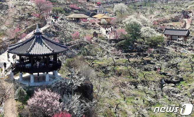 광양매화축제가 개막한 8일 전남 광양시 매화마을을 찾은 상춘객들이 봄 기운을 만끽하고 있다. 광양매화축제는 섬진강변과 청매실농원을 중심으로 오는 이날부터 17일까지 열린다. 2024.3.8/뉴스1 ⓒ News1 김진환 기자