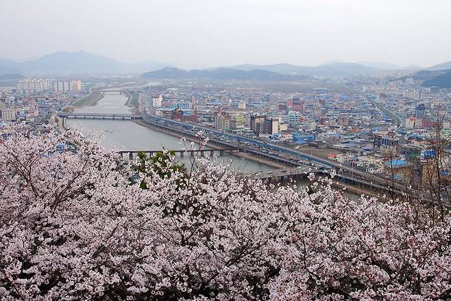 전남 순천시가 봄꽃과 제철 미식이 어우러진 순천으로의 특별한 봄나들이를 제안해 눈길을 끈다. 사진은 순천 동천 벚꽃. 순천시 제공