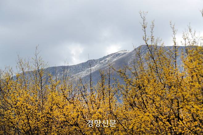 구례 산수유축제 개막 이틀 전인 7일 전남 구례군 산동면 반곡마을에 만개한 산수유꽃 너머로 지리산 만복대에 눈이 쌓여 있다.  정지윤 선임기자