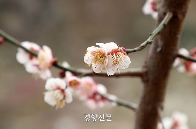 광양매화축제 개막 이틀 전인 6일 전남 광양시 다압면 매화마을에 매화가 활짝 피어 있다. 정지윤 선임기자