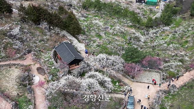 광양매화축제 개막 이틀 전인 6일 상춘객들이 전남 광양시 다압면 매화마을을 찾아 활짝 핀 꽃길을 걷고 있다. 정지윤 선임기자