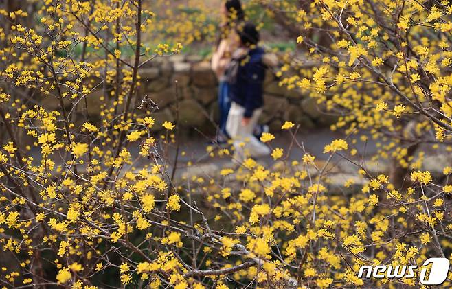 10일 오전 전남 구례군 산동면 반곡마을과 산수유사랑공원에 노랗게 물든 산수유꽃이 활짝 피어 있다. (구례군 제공) 2024.3.10/뉴스1 ⓒ News1 김동수 기자