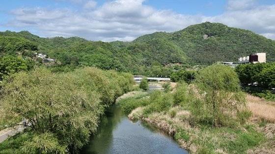 벌목 전인 2022년 전주천 일대에 버드나무 숲이 우거져 있다. 사진 전북환경운동연합