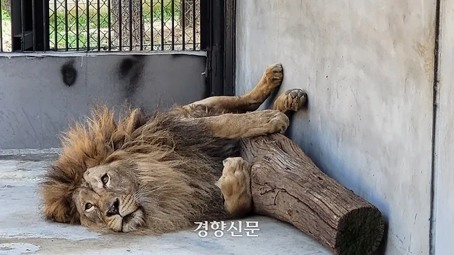 한때 ‘갈비사자’로 불렸던 바람이가 충북 청주동물원에서 휴식을 취하고 있다. 이삭 기자