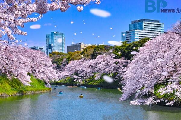 출처: 게티이미지뱅크 (일본 도쿄 벚꽃 명소)