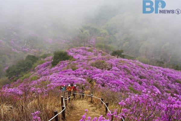 출처: 게티이미지뱅크 (고려산 진달래)