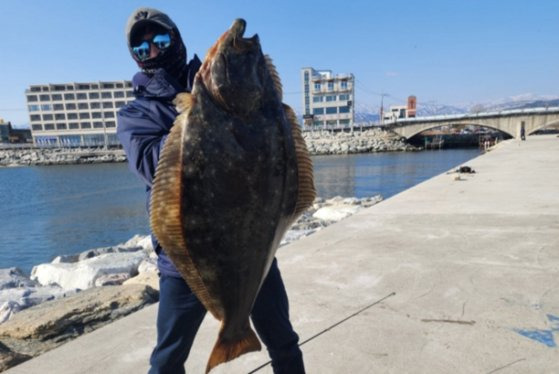 강원도 주문진항에서 잡힌 길이 1.18m, 무게 20kg의 초대형 광어. 사진 바다로간배스