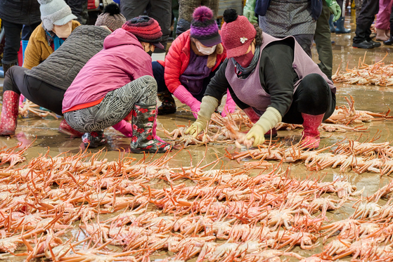 Sellers of Uljin snow crabs prepare for the morning auction at Hupo Port in Uljin, North Gyeongsang. It's called "daegae" in Korean for having long, slim legs that resemble daenamu, or bamboo trees. [GNC 21]