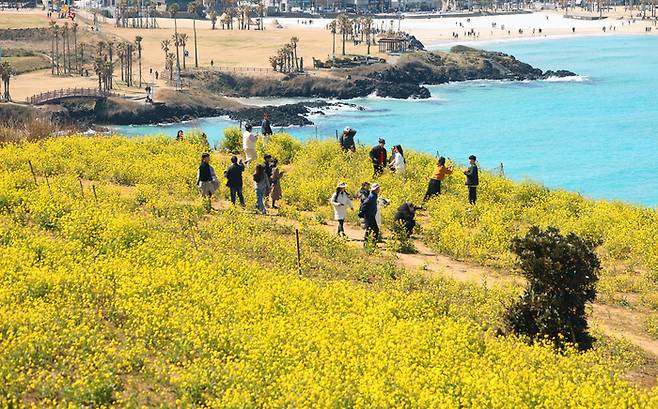 10일 제주시 조천읍 서우봉을 찾은 관광객들이 활짝 핀 유채꽃을 배경으로 사진을 찍고 있다. 제주 지역은 지난 주 후반부터 최저 기온이 영상권으로 올라서면서 완연한 봄기운을 나타냈다. 연합뉴스