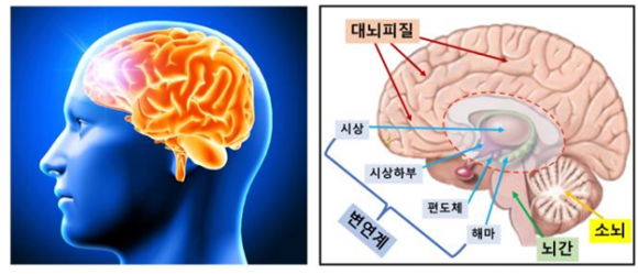 ① - 인간 뇌를 측면으로 본 그림(완쪽).  우리의 뇌는 운동을 조절하는 소뇌(Cerebellum), 심장을 뛰게 하고 숨쉬는 것을 조절하는 간뇌(Brainstem), 감정을 조절하는 변연계(Limbic System), 그리고 창조적인 생각과 계산을 잘하게 발달된 대뇌피질(Cerebral Cortex)로 이루어져 있다. 작가 kjpargeter 출처 Freepik·KIST 뇌과학연구소 제공