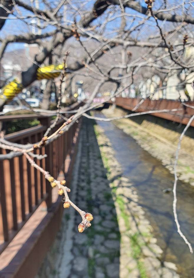 지난 10일 촬영된 여좌천 벚꽃 몽우리 [창원시 제공. 재판매 및 DB 금지]