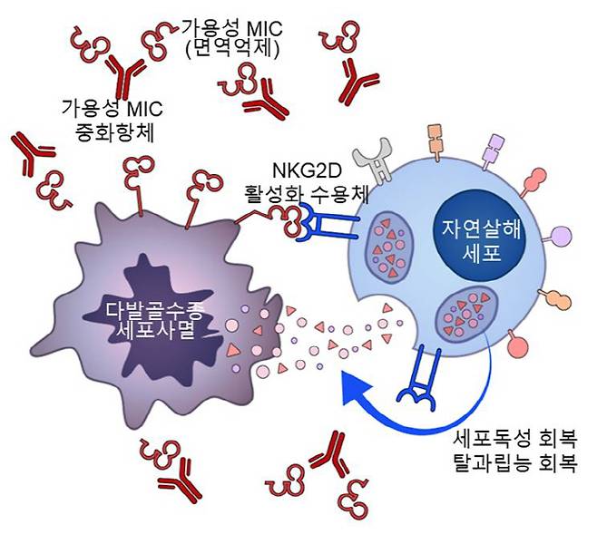 MIC 중화항체가 다발골수종 환자 자연살해세포의 기능을 회복시켜 항다발골수종 효과를 향상시킬 수 있다.