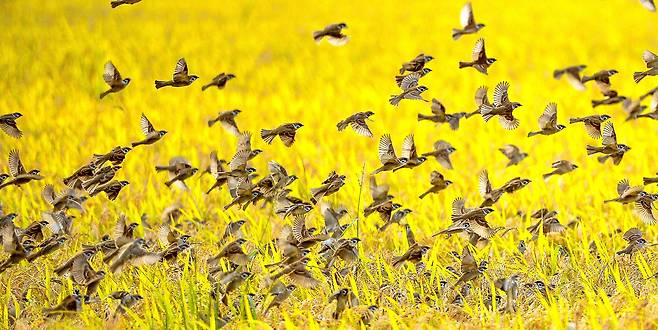 황금들녘을 이룬 농촌에는 참새들도 풍성한 가을을 즐기고 있다./김영근 기자